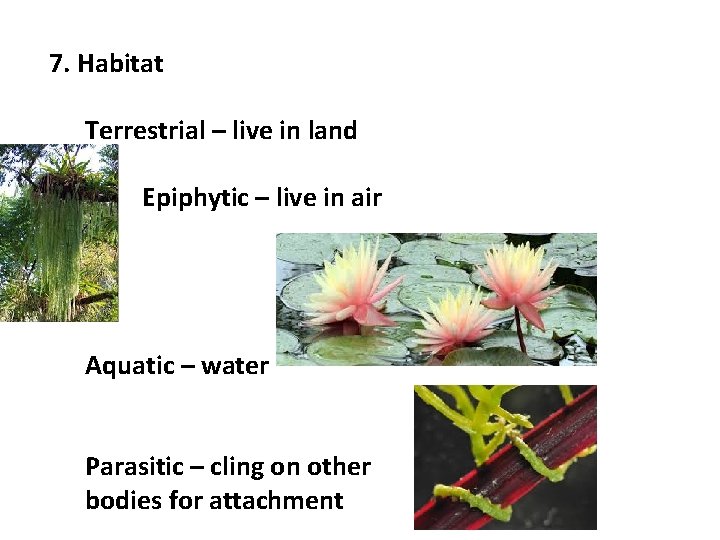 7. Habitat Terrestrial – live in land Epiphytic – live in air Aquatic –