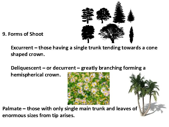 9. Forms of Shoot Excurrent – those having a single trunk tending towards a
