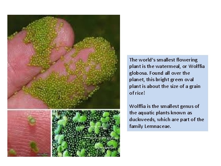 The world’s smallest flowering plant is the watermeal, or Wolffia globosa. Found all over