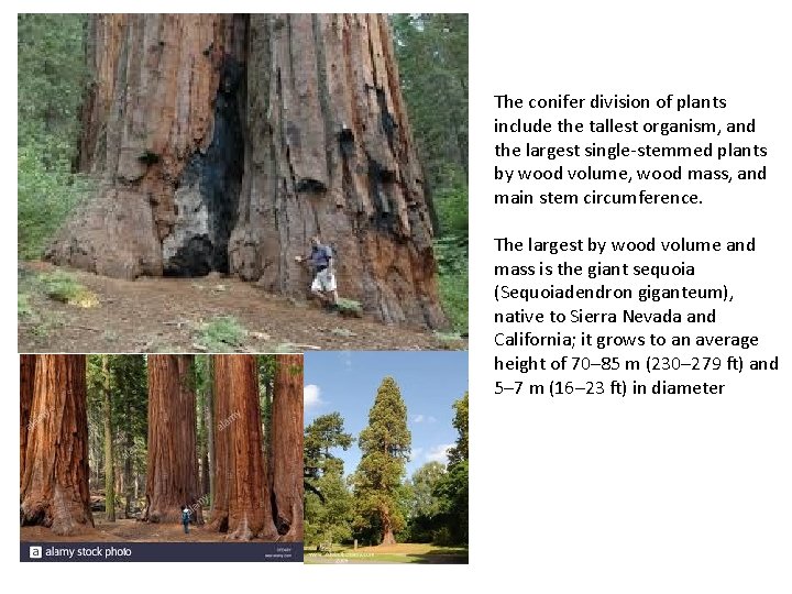 The conifer division of plants include the tallest organism, and the largest single-stemmed plants