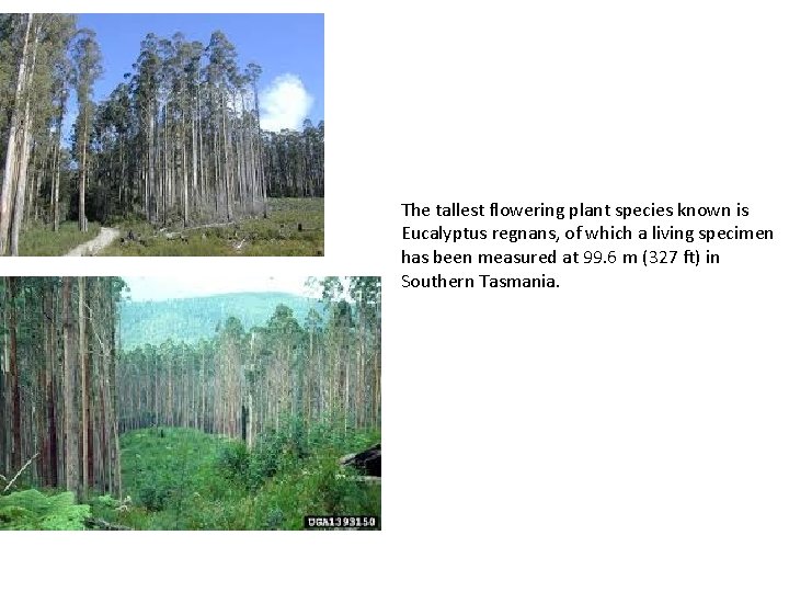 The tallest flowering plant species known is Eucalyptus regnans, of which a living specimen