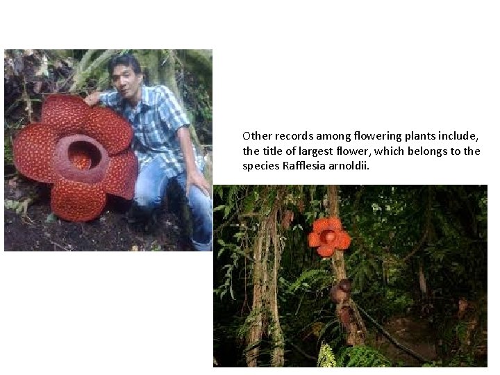 Other records among flowering plants include, the title of largest flower, which belongs to