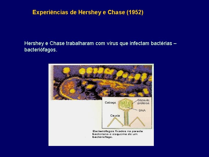 Experiências de Hershey e Chase (1952) Hershey e Chase trabalharam com vírus que infectam