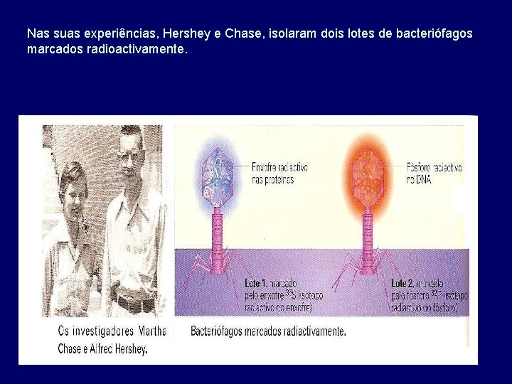 Nas suas experiências, Hershey e Chase, isolaram dois lotes de bacteriófagos marcados radioactivamente. 