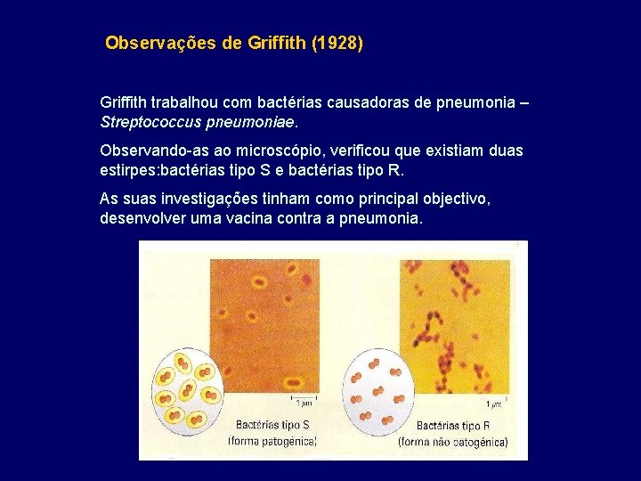 Observações de Griffith (1928) Griffith trabalhou com bactérias causadoras de pneumonia – Streptococcus pneumoniae.