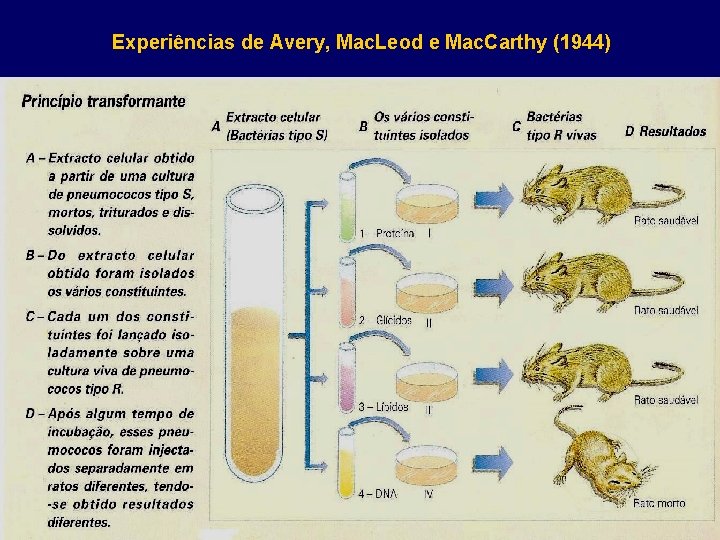 Experiências de Avery, Mac. Leod e Mac. Carthy (1944) 