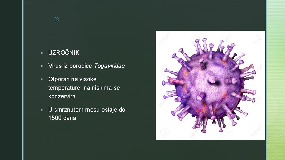 z § UZROČNIK § Virus iz porodice Togaviridae § Otporan na visoke temperature, na