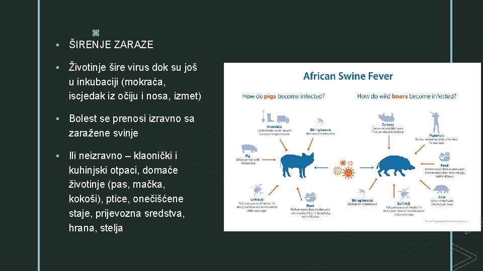 z § ŠIRENJE ZARAZE § Životinje šire virus dok su još u inkubaciji (mokraća,