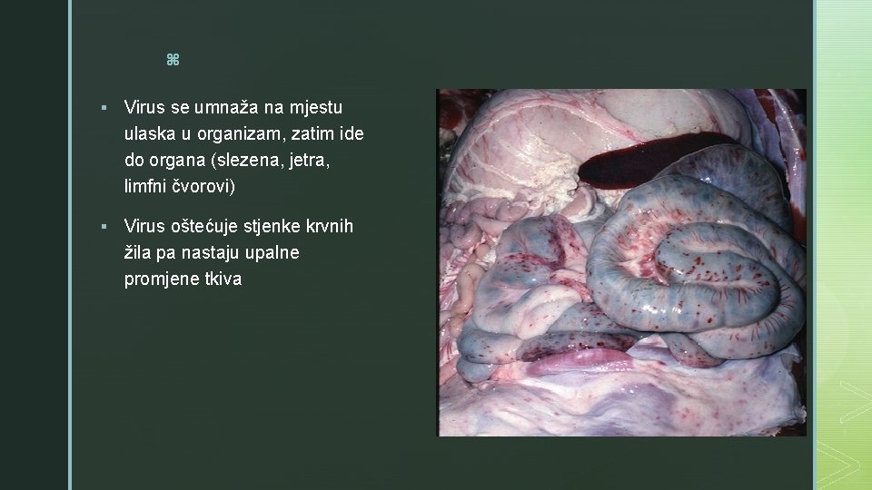 z § Virus se umnaža na mjestu ulaska u organizam, zatim ide do organa