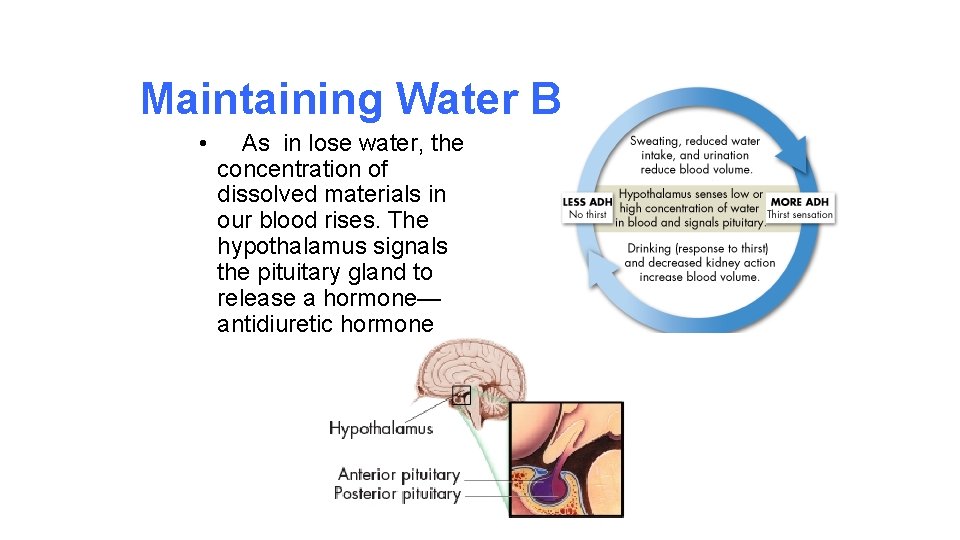 Maintaining Water Balance • • As in lose water, the concentration of dissolved materials