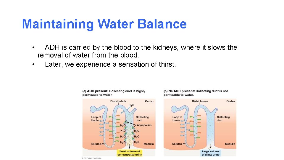 Maintaining Water Balance • ADH is carried by the blood to the kidneys, where