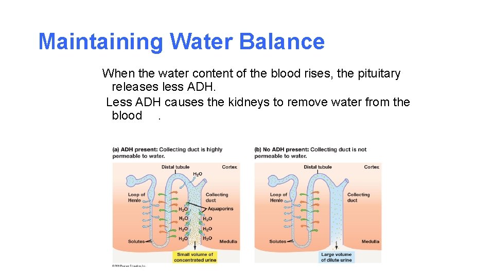 Maintaining Water Balance When the water content of the blood rises, the pituitary releases