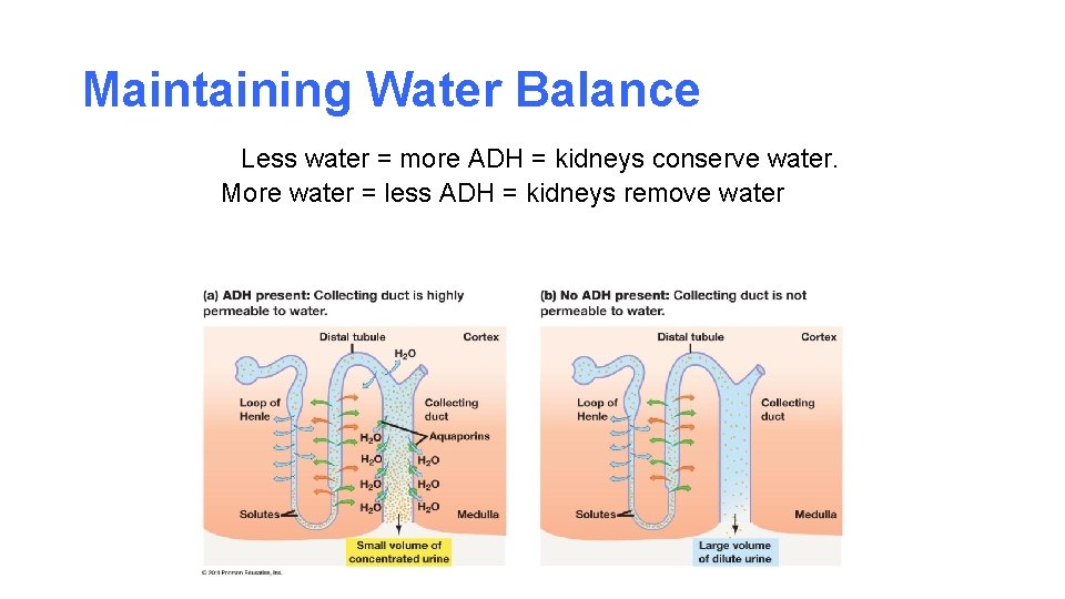 Maintaining Water Balance Less water = more ADH = kidneys conserve water. More water