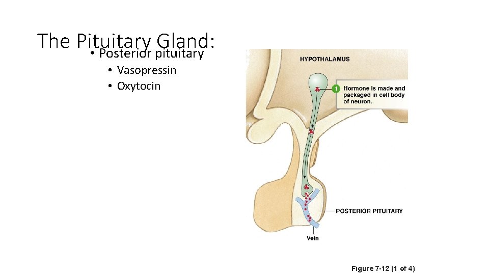 The Pituitary Gland: • Posterior pituitary • Vasopressin • Oxytocin Figure 7 -12 (1