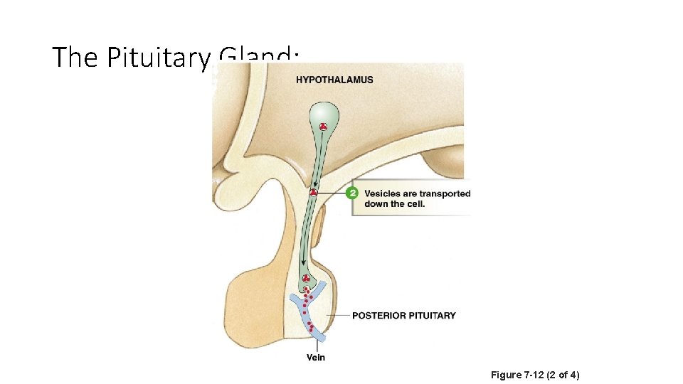 The Pituitary Gland: Figure 7 -12 (2 of 4) 