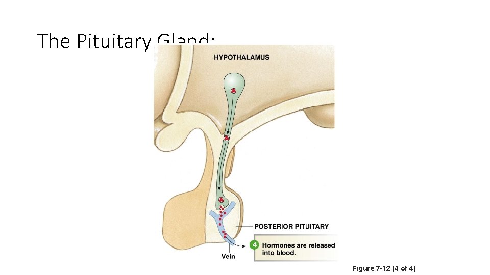The Pituitary Gland: Figure 7 -12 (4 of 4) 