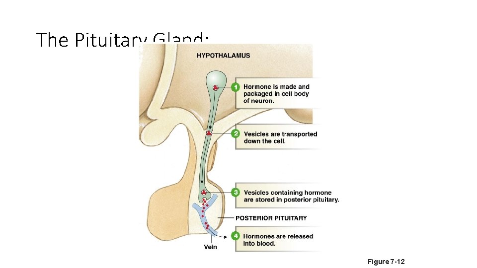 The Pituitary Gland: Figure 7 -12 