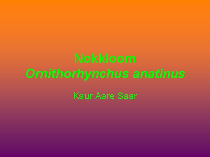 Nokkloom Ornithorhynchus anatinus Kaur Aare Saar 