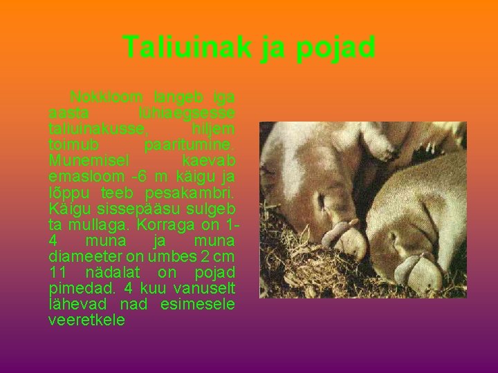 Taliuinak ja pojad Nokkloom langeb iga aasta lühiaegsesse taliuinakusse, hiljem toimub paaritumine. Munemisel kaevab