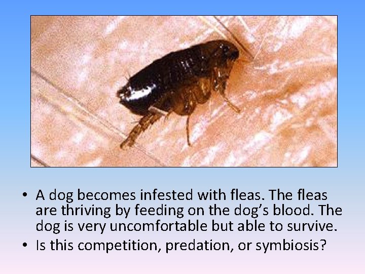  • A dog becomes infested with fleas. The fleas are thriving by feeding