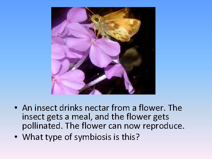  • An insect drinks nectar from a flower. The insect gets a meal,