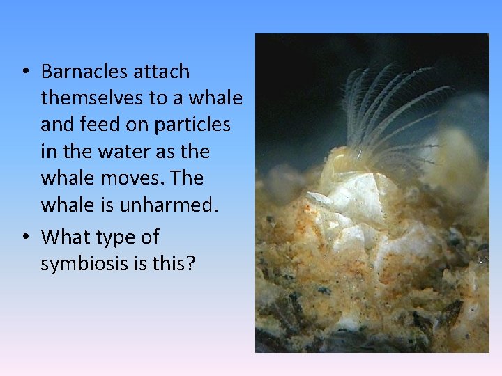  • Barnacles attach themselves to a whale and feed on particles in the
