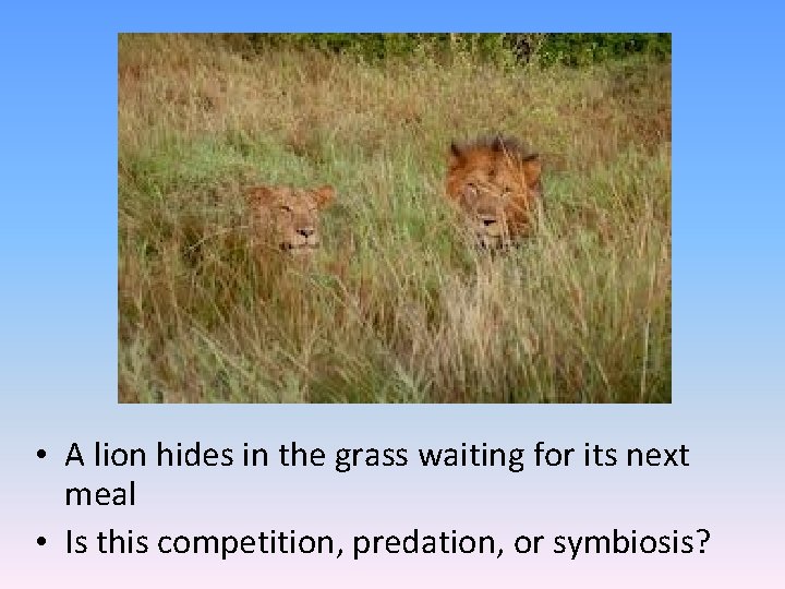  • A lion hides in the grass waiting for its next meal •