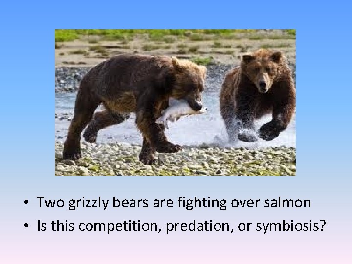  • Two grizzly bears are fighting over salmon • Is this competition, predation,