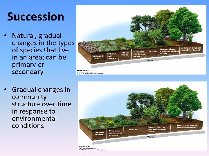 Succession • Natural, gradual changes in the types of species that live in an