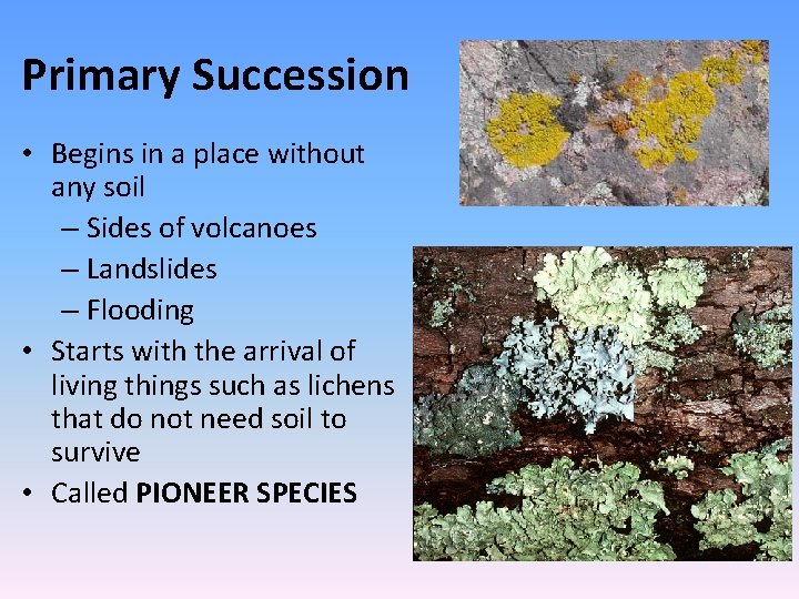 Primary Succession • Begins in a place without any soil – Sides of volcanoes