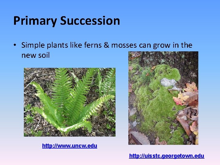 Primary Succession • Simple plants like ferns & mosses can grow in the new