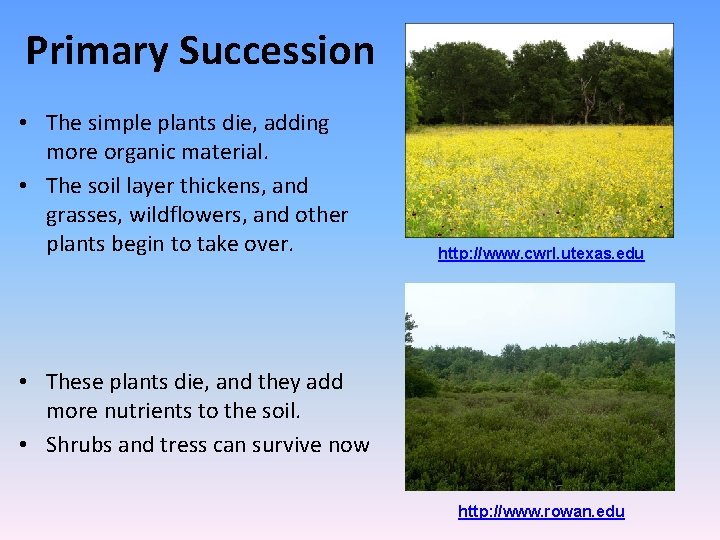 Primary Succession • The simple plants die, adding more organic material. • The soil