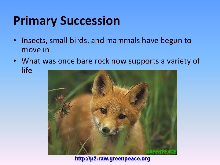Primary Succession • Insects, small birds, and mammals have begun to move in •