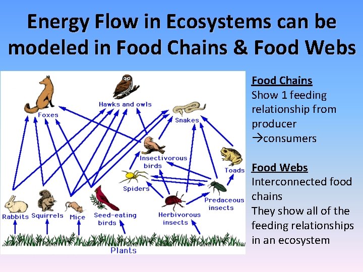 Energy Flow in Ecosystems can be modeled in Food Chains & Food Webs Food