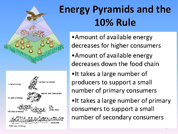 Energy Pyramids and the 10% Rule • Amount of available energy decreases for higher