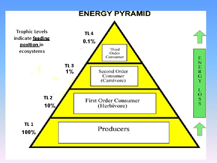 Trophic Levels indicate feeding position in ecosystems TL 4 0. 1% TL 3 1%