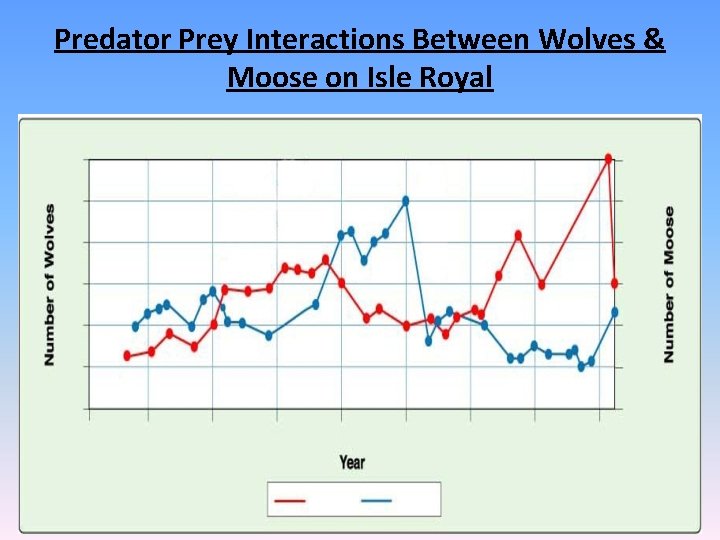Predator Prey Interactions Between Wolves & Moose on Isle Royal 