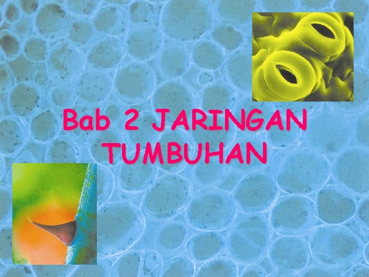 Bab 2 JARINGAN TUMBUHAN 