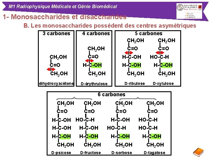 M 1 Radiophysique Médicale et Génie Biomédical 1 - Monosaccharides et disaccharides B. Les