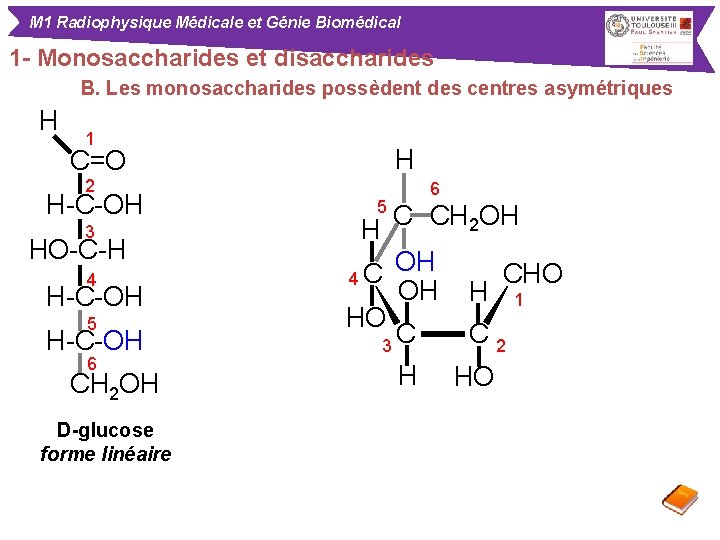 M 1 Radiophysique Médicale et Génie Biomédical 1 - Monosaccharides et disaccharides B. Les