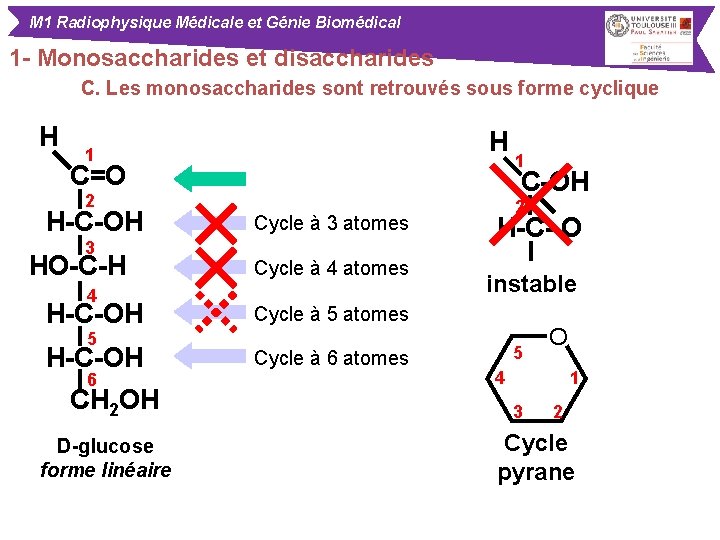 M 1 Radiophysique Médicale et Génie Biomédical 1 - Monosaccharides et disaccharides C. Les