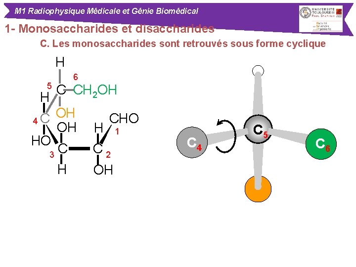 M 1 Radiophysique Médicale et Génie Biomédical 1 - Monosaccharides et disaccharides C. Les