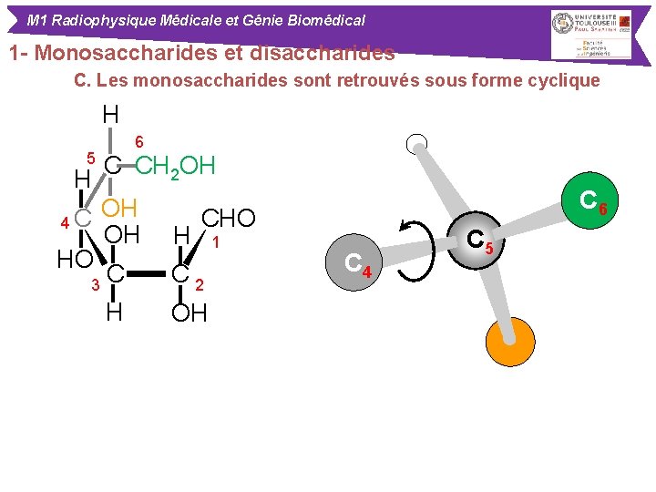 M 1 Radiophysique Médicale et Génie Biomédical 1 - Monosaccharides et disaccharides C. Les