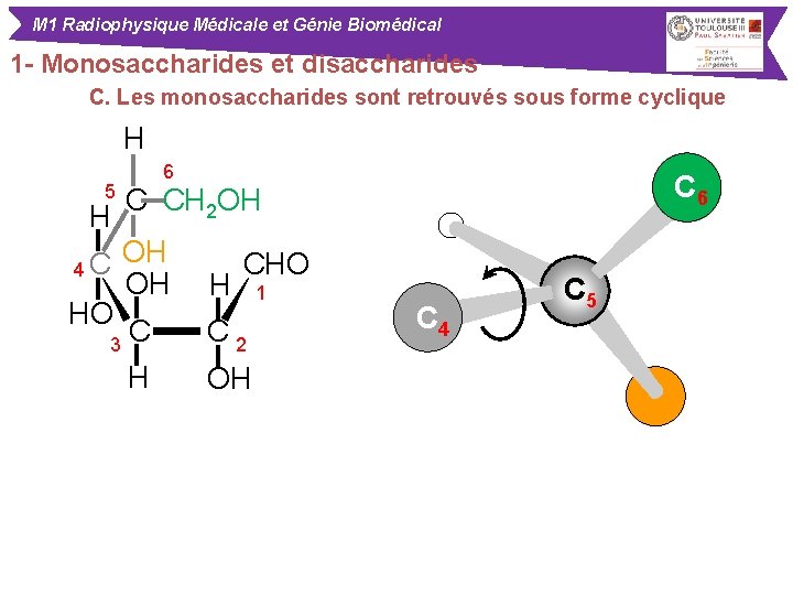 M 1 Radiophysique Médicale et Génie Biomédical 1 - Monosaccharides et disaccharides C. Les