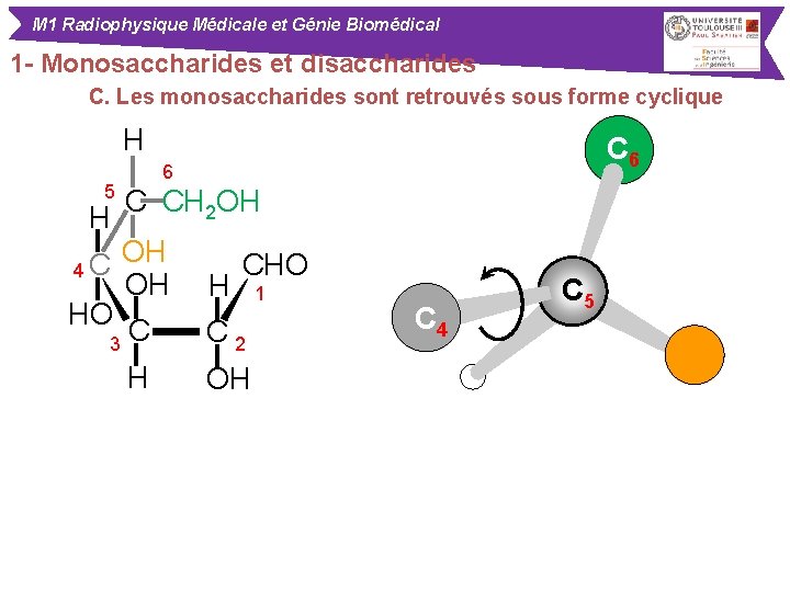 M 1 Radiophysique Médicale et Génie Biomédical 1 - Monosaccharides et disaccharides C. Les