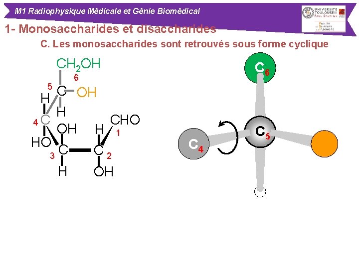 M 1 Radiophysique Médicale et Génie Biomédical 1 - Monosaccharides et disaccharides C. Les