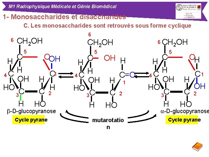 M 1 Radiophysique Médicale et Génie Biomédical 1 - Monosaccharides et disaccharides C. Les