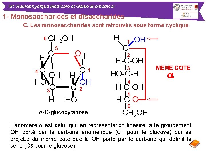 M 1 Radiophysique Médicale et Génie Biomédical 1 - Monosaccharides et disaccharides C. Les
