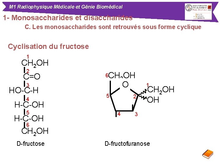 M 1 Radiophysique Médicale et Génie Biomédical 1 - Monosaccharides et disaccharides C. Les