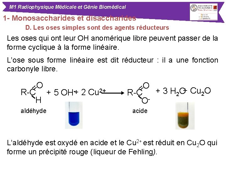 M 1 Radiophysique Médicale et Génie Biomédical 1 - Monosaccharides et disaccharides D. Les